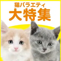 【 猫バラエティ特集 】9/17現在在店中のバラエティニャンコ!最新動画付き!