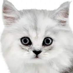 【 ペルシャ 】チンチラシルバーが輝くゴージャスボディ!猫界の王様が横浜に降臨!