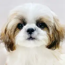 【 シーズー 】動画で辿る日暮里成長LOG！生後4ヶ月を迎えたシーちゃん！
