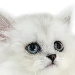 【 ミヌエット 】お腹が地面スレスレの超短足！猫パンチが可愛い生後2ヶ月の男の子