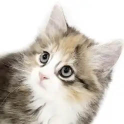 【 ノルウェージャンフォレストキャット 】美しい猫！ほっこり北通vol.302
