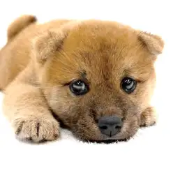 【 柴犬 】見た目は小熊で中身はとってもマイペースなのんびり屋さんの柴ちゃん