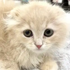 【 スコティッシュフォールド 】希少な垂れ耳と長毛クリーム色の美猫