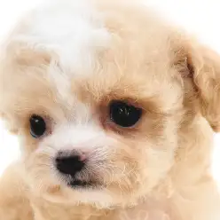 【 チワプー 】小さな体に、両親の魅力をぎゅっと詰め込んだMIX犬の女の子!