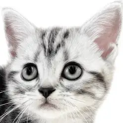 【 マンチカン 】超短足！美しい毛色と遊び好きな性格をした生後2ヶ月の子猫！