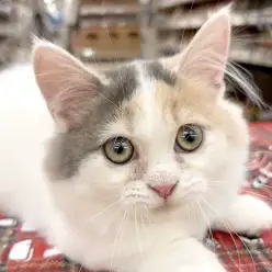 【 マンチカン 】『アレに似てる』マンチカンちゃん一目惚れで家族が決まりました！