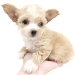 【 チワプー 】ミックス犬の醍醐味!超個性的ぬいぐるみワンコ!