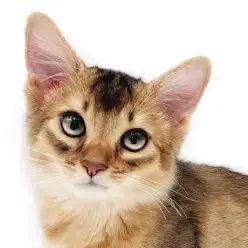 【 ソマリ 】超がつくほど人好きの性格！抱っこ猫をお探しの方必見！