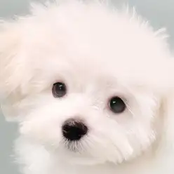【 マルチーズ 】動画で辿る日暮里成長LOG！生後4ヶ月を迎えたマルチちゃん！