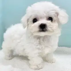 【 ビションフリーゼ 】490gのミニビションちゃんがマルワン志村坂下店に降臨！