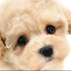 【 マルプー 】テディベア系ルックスの真髄！甘え上手なMIX犬の女の子が大和市に