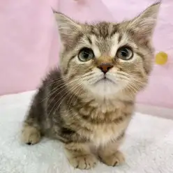 【 ミヌエット 】短い手足をふみふみ！撫でてアピールが上手なミヌエットくん！