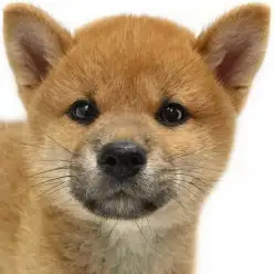 【 柴犬 】心をつかむ優しい瞳と幸せを呼ぶ白い尻尾!のんびり癒やし系な男の子