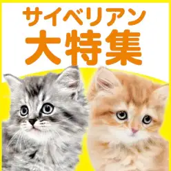 【 サイベリアン特集 】10/15現在在店中のゴージャスニャンコ！最新動画付き！
