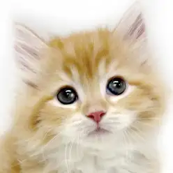 【 サイベリアン 】チャンピオンの血統を持つレッドタビー&ホワイトの美猫