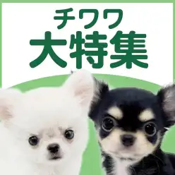 【 チワワ特集 】10/15現在在店中の世界最小犬種！最新動画は必見！