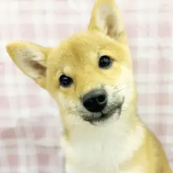 【 豆柴 】4ヶ月を迎えできることが増えてきた賢い女の子