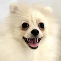 【 ポメラニアン 】先住犬がいるご家族へ！保育園で関わりを学ぶポメラニアン！