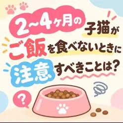【 お役立ち情報 】2〜4ヶ月の子猫がご飯を食べないときに注意すべきことは?