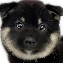 【 柴犬 】日本犬の代表的存在!愛嬌満載で愛らしい黒柴の男の子!