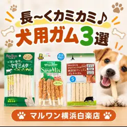 【 商品紹介 】長くカミカミが楽しめる犬用ガム3選で食欲の秋を楽しもう！
