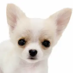 【 MIX 】チワワ×パピヨン！個性きらめくオンリーワンなチワパピちゃん