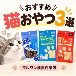 【 商品紹介 】猫のおやつに迷ったら！愛猫の好みに合わせて選ぶおすすめ3選