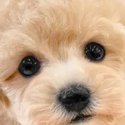 【 トイ・プードル 】飼いやすいだけじゃない!笑顔と幸せを届ける理想の男の子!