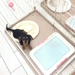 白楽店発:マルワン流『子犬の頃のトイレのしつけ方」