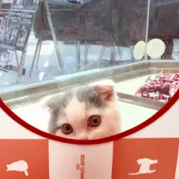 マルワン大倉山店発:ニャンコの人馴れ作戦!「0202トレーニング」とは?