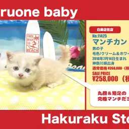 【 超短足マンチカン 】初めてマンチカンを飼う方にオススメの子！生活アイテムもご紹介！