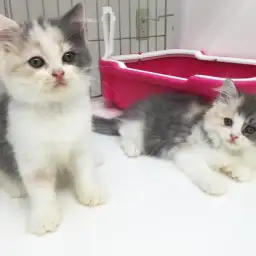 ペットショップスタッフがレビュー！飼い主様満足度◎！「ラガマフィン」ってどんな猫？