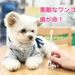 トリミング通信Vol2: ワンちゃんも歯が大切！白楽店の「口腔ケア」特集！