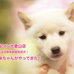 【柴犬】なんとパパは日保本部賞完成犬!スーパーDNAを持つ白柴ちゃんがやってきた!大倉山店No.6130549