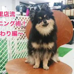 【お役立て記事】ドッグトレーナー直伝！東日暮里流ワンコのトレーニング術Vol.2〜おすわり編〜