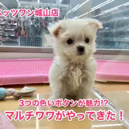 【MIX〜マルチーズ×チワワ】店長激推し!3つの黒いボタンが魅力のマルチワワ登場!!:城山店No.118120