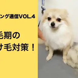 【お役立て情報】換毛期の抜け毛対策!:白楽店発トリミング通信Vol.4
