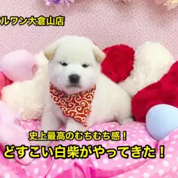 【柴犬】史上最高のむちむち感!どすこい柴ちゃんがやってきた!:大倉山店No.6130566