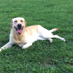 【肉球ケア】夏場対策したい以外なポイント肉球ケア特集!:白楽店トリミング通信Vol.5