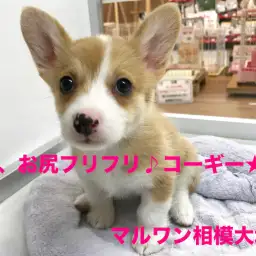 【ウェルシュ・コーギー・ペンブローク】トレーニングも絶好調！不思議系の癒しガール♪：相模大塚店オススメベイビーNo.814372