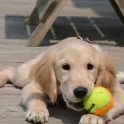 ゴールデン・レトリバーと人生を歩む:第一話〜愛娘との出会い〜