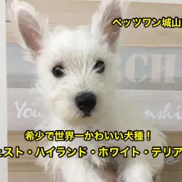 【ウエスト・ハイランド・ホワイトテリア】希少犬種ウェスティ!世界一可愛らしいワンコの登場です♡:ペッツワン城山店オススメベイビーNo.118134