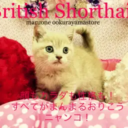 【ブリティッシュショートヘア】顔もカラダも性格も！すべてがまんまるおりこうニャンコ！：大倉山店Pickupベイビー！No.6130567