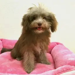 【チワプー（チワワ×トイ・プードル）】不思議な毛色！！踊る犬？！：志村坂下店No.914263