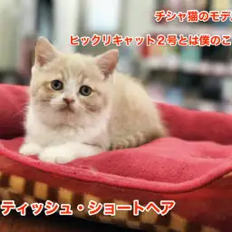 《ブリティッシュショートヘア》チシャ猫のモデル猫！ヒックリキャット2号とは僕のことだ！オススメベイビー東日暮里店No.014168