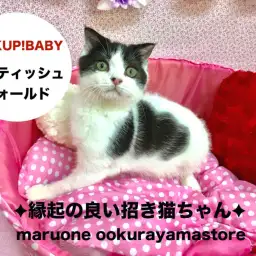 【スコティッシュ・フォールド】縁起の良い末広がりな招き猫ちゃんとHAPPYにゃんこライフをスタートしょう!!大倉山店No.6130565