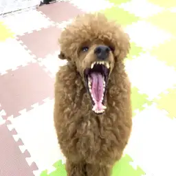 【ワンコのしつけ】カーミングシグナルを理解してワンちゃんの気持ちを知ろう！：鎌ケ谷店PROJECT KUNREN Vol.3