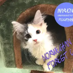 【ノルウェージャンF.C】レアカラー!カラフルな森の妖精!!:志村坂下店オススメベイビーNo.914296