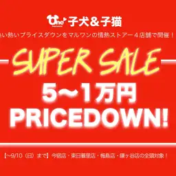 【スーパーセール】マルワン4店舗ゲリラ開催スタート！子犬＆子猫が5〜1万円OFF！：今宿店・東日暮里店・梅島店・鎌ヶ谷店