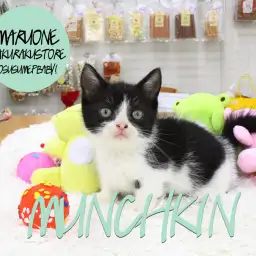 【マンチカン】短足!縁起の良い末広がりのハチワレキャットがやってきた!:マルワン白楽店オススメベイビー!No.11499